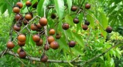 Wasnoten 3kg Met 4 Waszakjes - Zeepnoten - Natuurlijk Wassen - 4x750gr -Wasbenodigdheden Winkel 1200x649