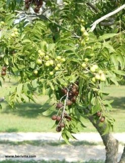 Wasnoten 750gr Met Waszakje - Zeepnoten - Natuurlijk Wassen 13 Wasnoten 750gr Met Waszakje - Zeepnoten - Natuurlijk Wassen -Wasbenodigdheden Winkel 920x1200